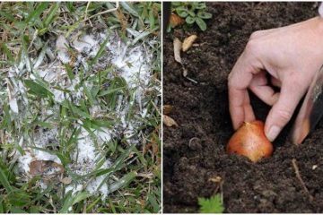 Phấn rôm không chỉ để trị tóc bết, mang rải ra vườn còn có tác dụng thần kì