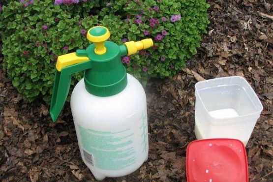 Thấy mẹ chồng mang vứt sữa hết hạn, con dâu ngăn lại mang ra vườn khiến cả nhà tròn mắt