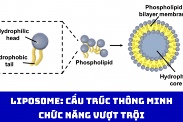 Liposome: Cấu trúc thông minh, chức năng vượt trội