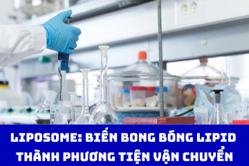 Liposome: Biến bong bóng lipid thành phương tiện vận chuyển